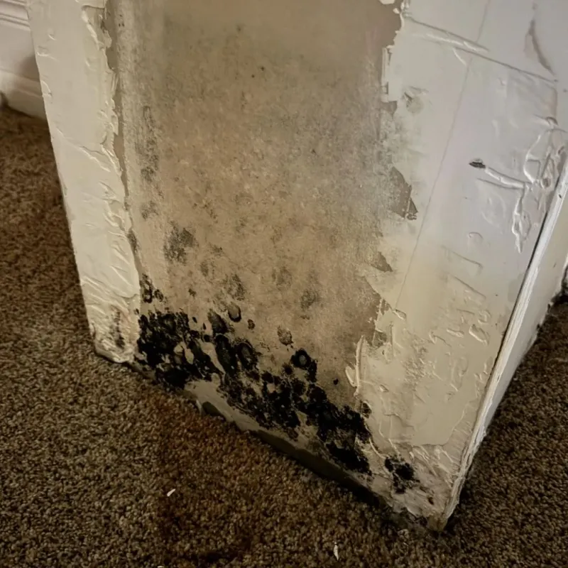 Professional Mold Removal in Haslet, TX